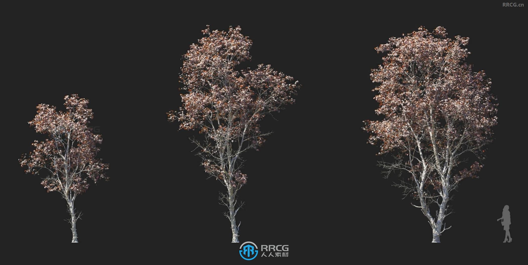 埃尔曼桦树栎树白桑树杨树落叶松等植物3D模型合集