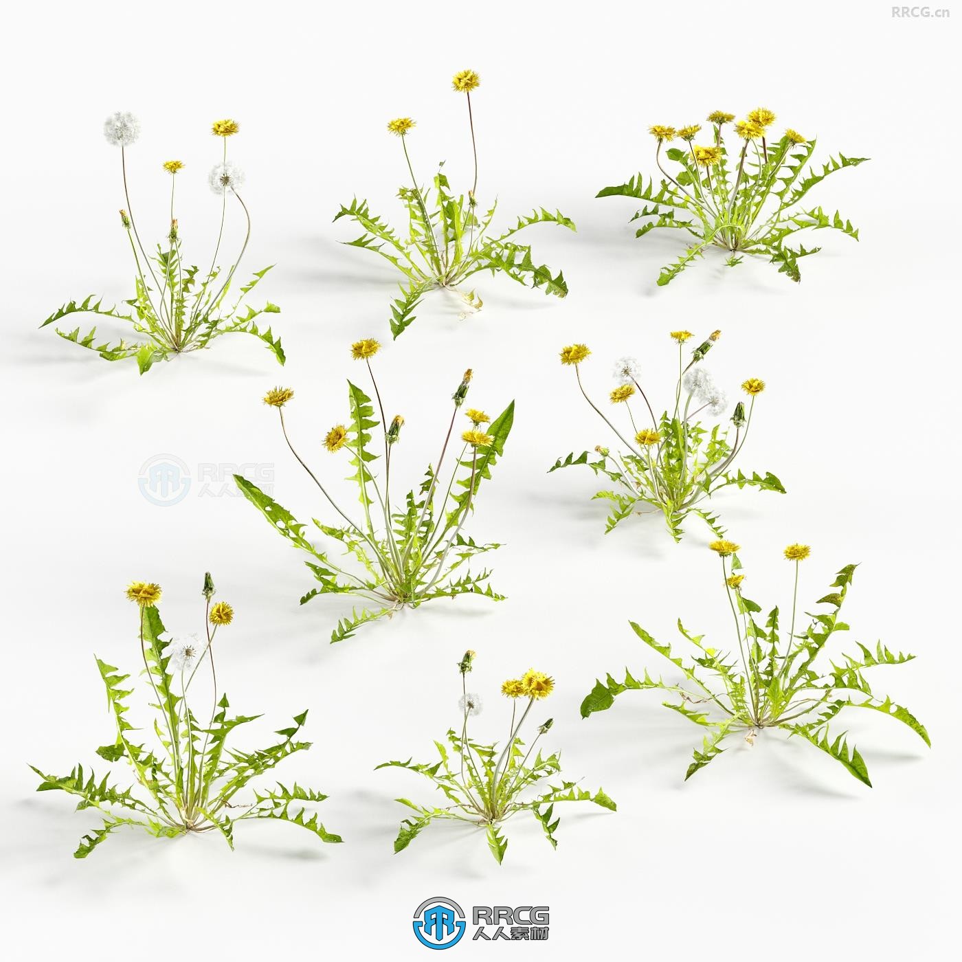 16组逼真草地花园花朵花卉小植物3D模型合集 Evermotion Archmodels第252季