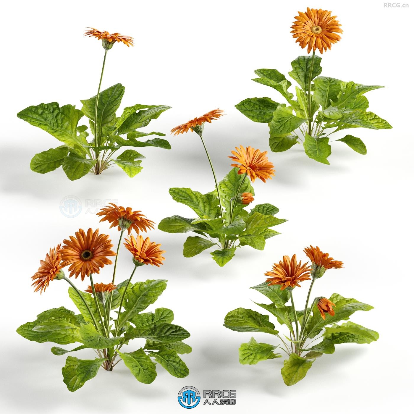 16组逼真草地花园花朵花卉小植物3D模型合集 Evermotion Archmodels第252季