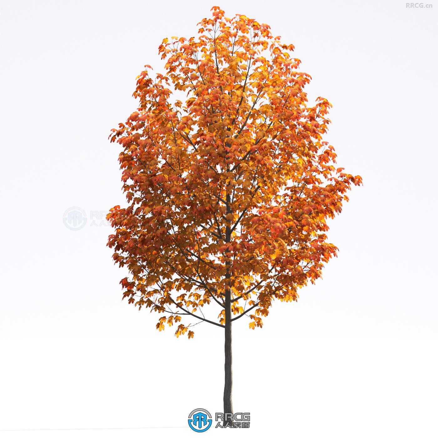 72组温带气候落叶树木植物建筑可视化3D模型合集 Evermotion Archmodels第258季