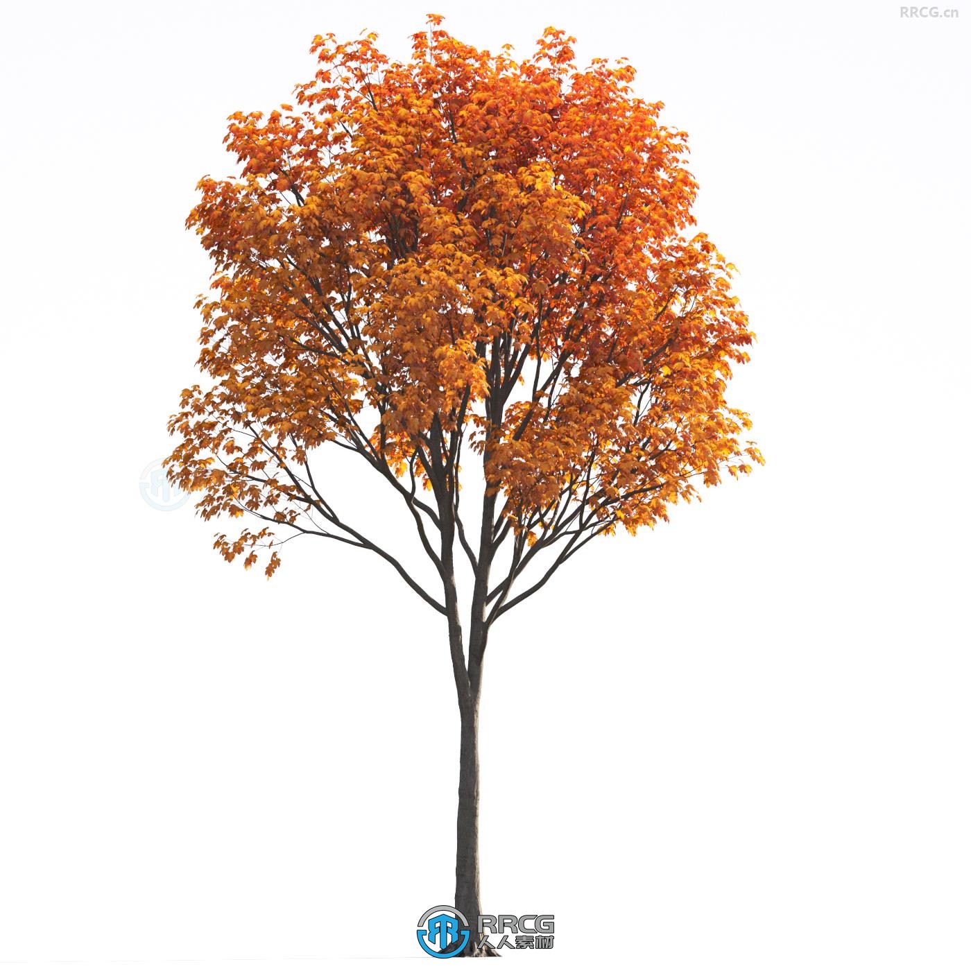 72组温带气候落叶树木植物建筑可视化3D模型合集 Evermotion Archmodels第258季
