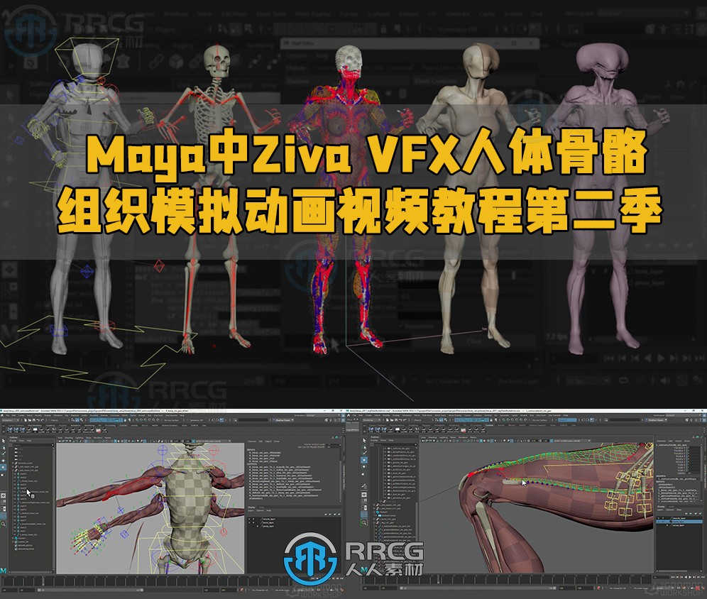Maya中Ziva VFX人体骨骼组织模拟动画视频教程第二季