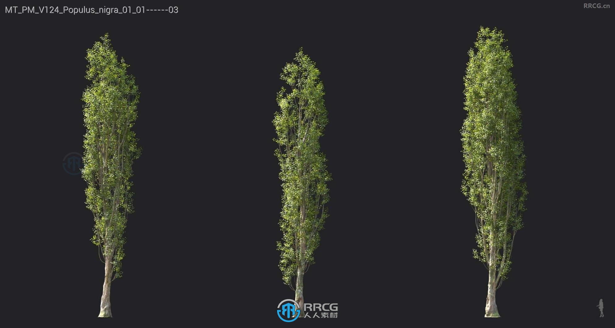 黑桦树山核桃桉树红叶杨等树木植物3D模型合集