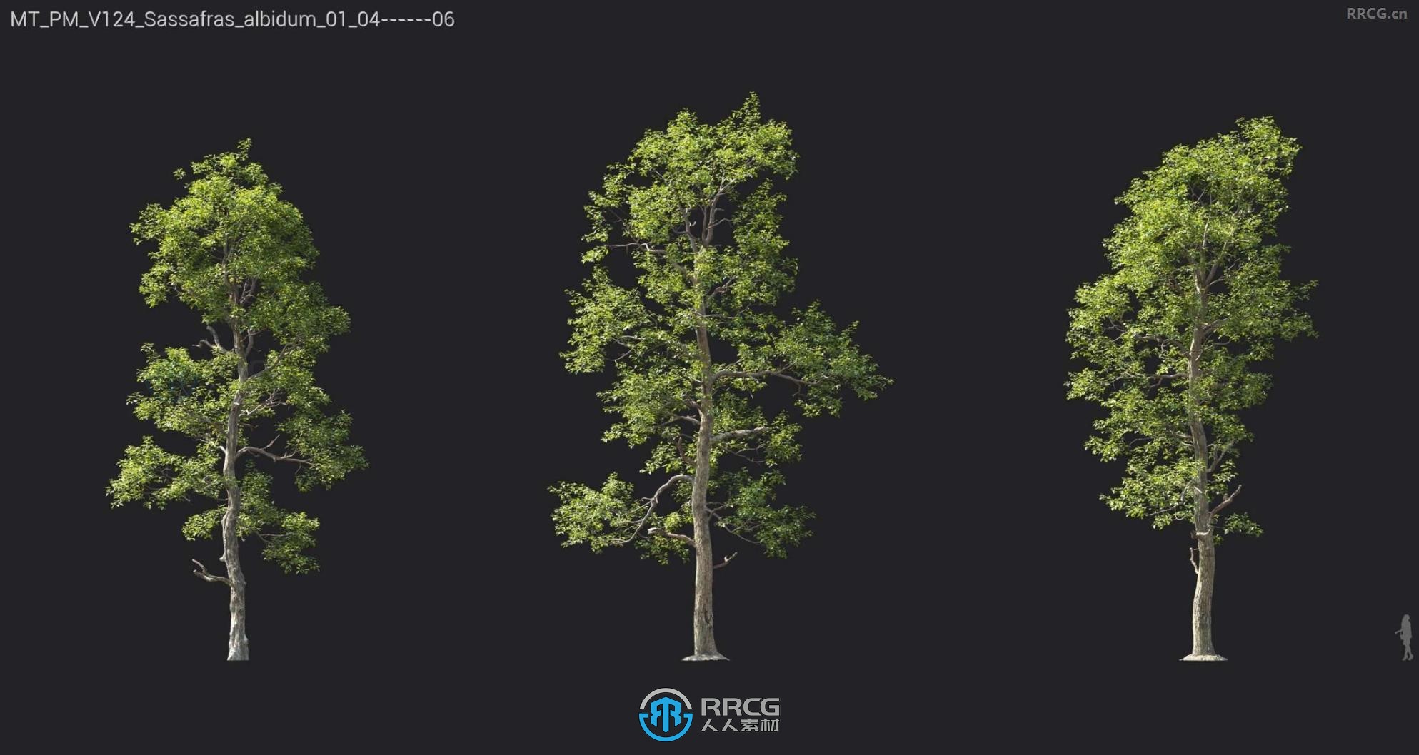 黑桦树山核桃桉树红叶杨等树木植物3D模型合集