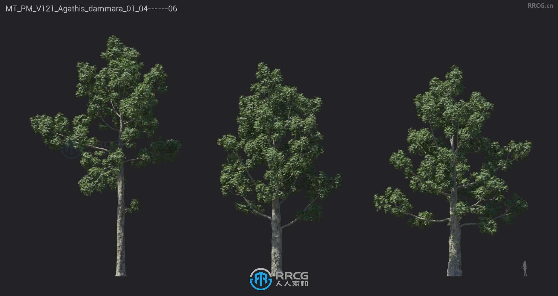 黑板树海岸银杏绿叶罗望子巴西铁木等树木植物3D模型合集