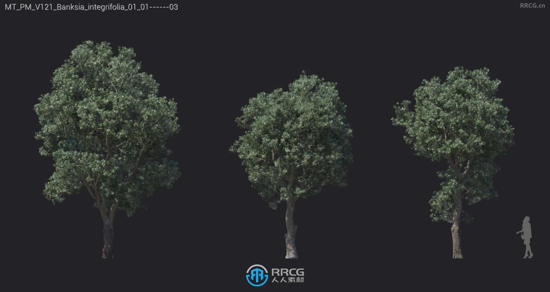 黑板树海岸银杏绿叶罗望子巴西铁木等树木植物3D模型合集