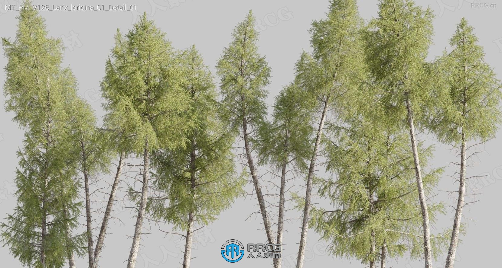白冷杉落叶松榈松松树等树木植物3D模型合集
