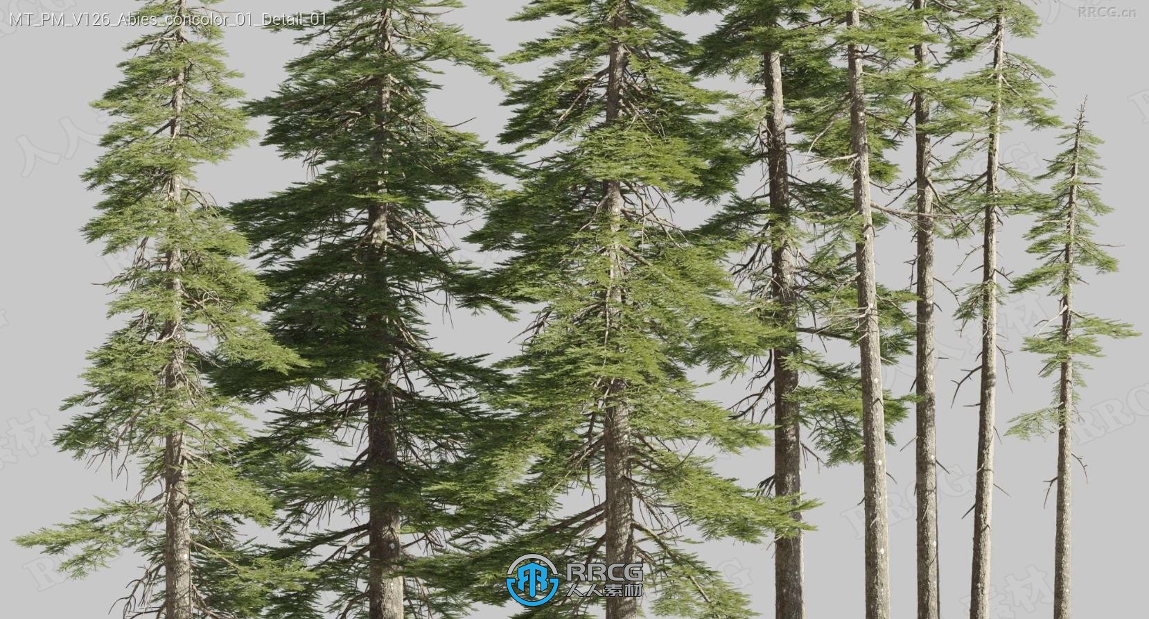 白冷杉落叶松榈松松树等树木植物3D模型合集