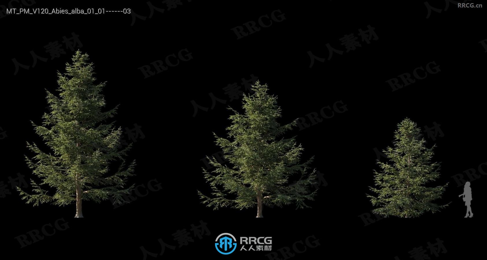 银冷杉瞻博树木格松比利牛斯橡树等树木植物3D模型合集