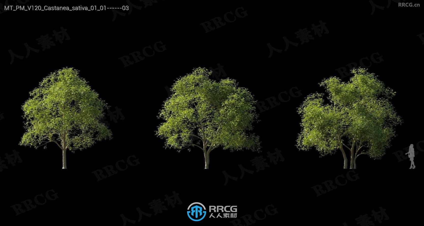 银冷杉瞻博树木格松比利牛斯橡树等树木植物3D模型合集