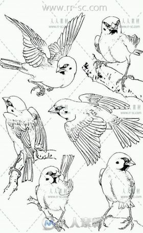 379张中国风鸟类线稿图集参考素材