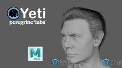 Peregrine Labs Yeti皮毛羽毛Maya插件V4.2.11版
