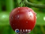 《3dsmax自然西红柿制作视频教程》CG Cookie Exclusive Nature Rendering