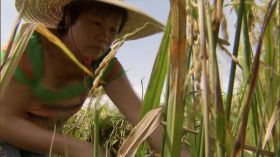 大型机械农民在田地收割水稻视频素材