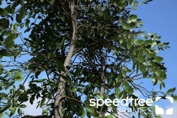 SpeedTree Games Indie三维游戏植被建模软件V8.4.0版