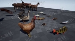 32组各类家禽动物相关动画UE4游戏素材资源