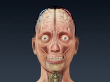 《人类男性和女性完整的解剖》Turbosquid - Human Male and Female Complete Anatomy
