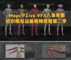Maya中Ziva VFX人体骨骼组织模拟动画视频教程第二季