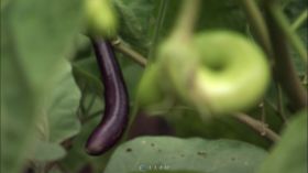 蔬菜园实拍南瓜茄子视频素材