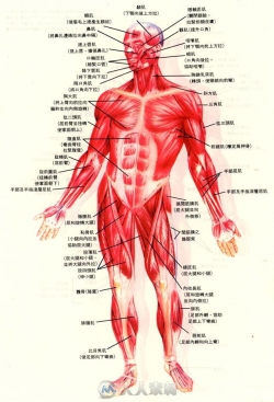 传统肌肉绘画1439张人体动态解剖原画插画图集