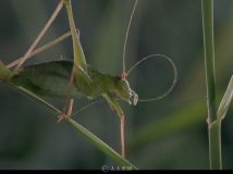 各类昆虫清晨活动高清实拍视频素材
