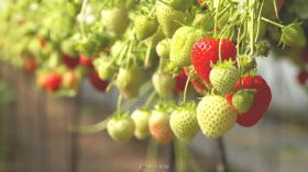 草莓种植园红红绿绿草莓微距特写高清实拍视频素材