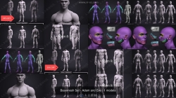 ZBrush男性女性人体肌肉解剖3D模型合集