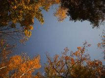 秋天枫叶森林高清实拍素材