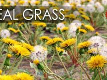 VIZPARK Real Grass花草3D模型插件包 VIZPARK Real Grass for Cinema4D Modo OBJ F...