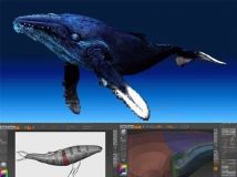 《ZBrush鲸鱼动物建模高级教程》ZBrush Whale Modeling Tutorial