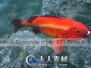 《Modo制作石斑鱼视频教程》Luxology Rockfish A Complete modo 601 Project