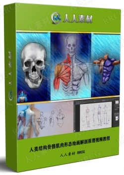 人类结构骨骼肌肉形态绘画解剖原理视频教程