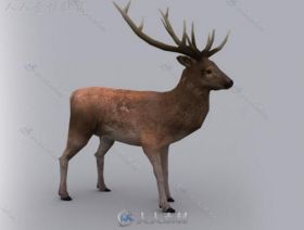 森林雄性麋鹿哺乳动物角色3D模型Unity游戏素材资源