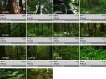 《森林绿树植物高清实拍视频素材合辑》Artbeats Deep Forest HD