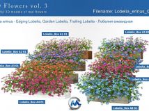 《盆栽植物花3D模型合辑》3dMentor HD Flowers 3