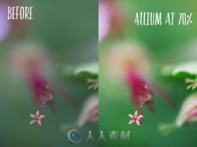 植物照片调色特效PS动作Allium_PHOTOSHOP_action_