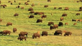 牛群在草原上吃草自然风光美景高清实拍视频素材