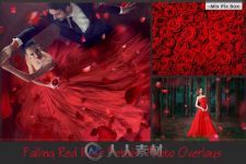 坠落的玫瑰花瓣照片修饰平面素材合辑Falling Rose Petals Photo Overlays