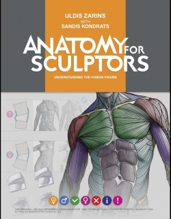 素材资料Anatomy for Sculptors艺用人体解剖结构参考图片