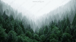 Real Trees真实自然森林树木场景Blender插件V1.1版