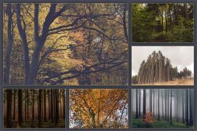 30张高清森林展示高清照片