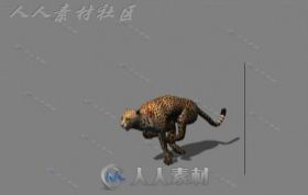 豹3D模型和奔跑动作