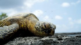 海龟趴在海岸边休息近距离观看高清实拍视频素材