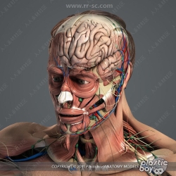 男性女性人体内脏骨骼肌肉等解剖3D模型合集