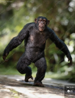 模拟人类聪明黑猩猩多组服装造型3D模型