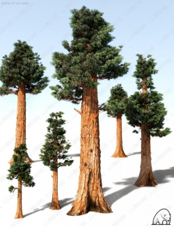 多组不同形状枝干巨型红杉树3D模型