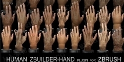 Human Zbuilder Hand人类手部模型制作工具Zbrush插件