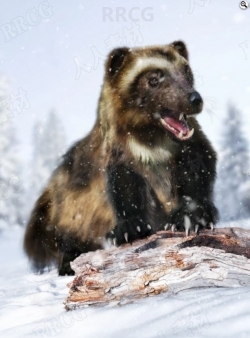 寒冷森林中生存野生金刚狼3D模型合集