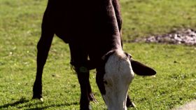 奶牛吃草近景视频素材