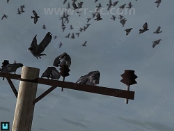 灵活成群黑色空中乌鸦动物角色3D模型Unity游戏素材资源